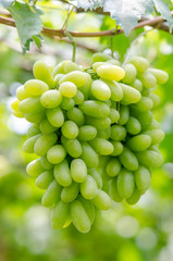 Ripe white grapes fruit