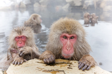 温泉のおさるさん　Japanese monkey in a hot spring