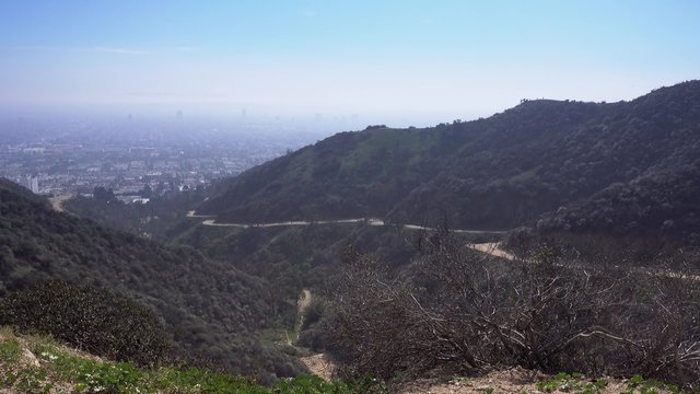 A daytime establishing shot of the trails of Runyon Canyon Park in Hollywood, CA.  	