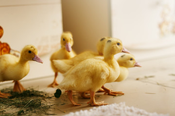 Little ducklings drink water