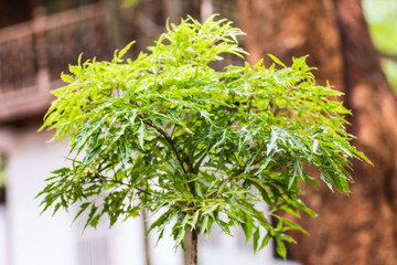 Fototapeta premium Polscias fruticosa Harms
