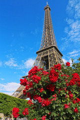 Eiffel Tower behind red rose bush