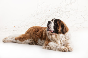 Big St. Bernard