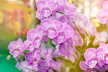 Orchids on sunlight blurred background