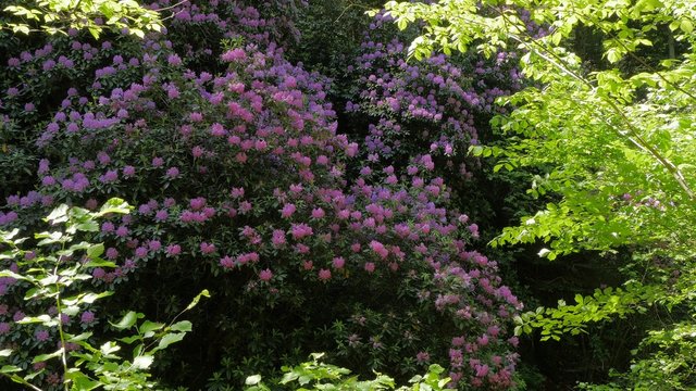  Rhododendron 