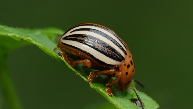 4K False Potato Beetle (Leptinotarsa juncta) 2