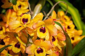 Orchids with blurred background