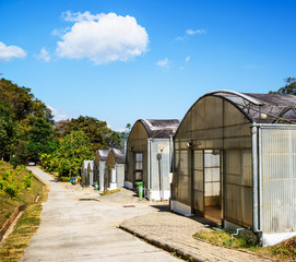 Green house , young plants growing in a very large plant nursery