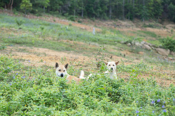 Dog lying in a meadow