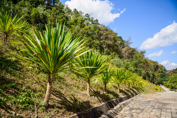 Fototapeta premium Green house , young plants growing in a very large plant nursery