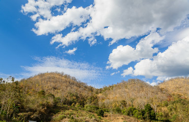 Dry trees and grass on mountain