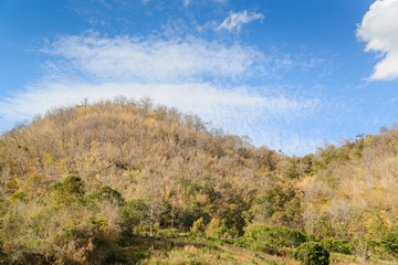 Dry trees and grass on mountain