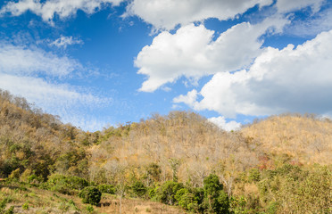 Dry trees and grass on mountain