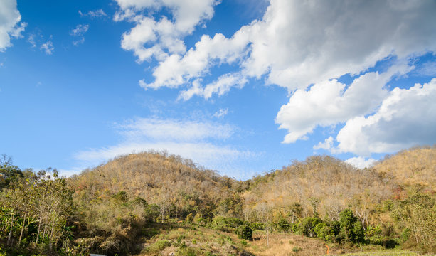 Dry trees and grass on mountain