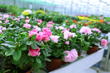 Huge greenhouse with lot of flowers and plants for sale