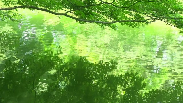 池の水面に写る新緑