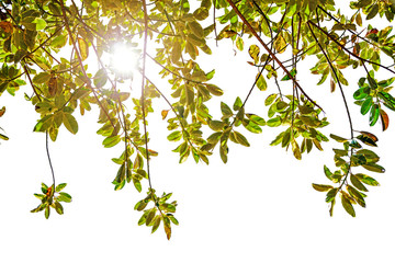 Sunlight through tree leaf in sunny day