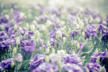 bouquet of violet lisianthus flowers