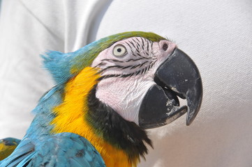 guacamaya blu, giallo e verde