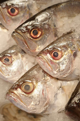 fish, preserved with ice