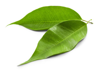 Fototapeta premium Green tea leaves, isolated on white