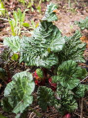 Closeup on Rhubarb Outdoors