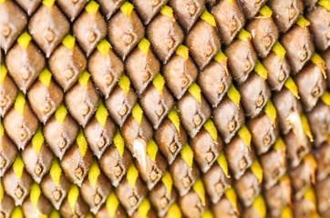 Sunflower with pattern of seeds Close-Up.