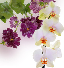 Beautiful flower background