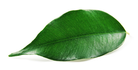 Obraz premium Green tea leaf, isolated on white