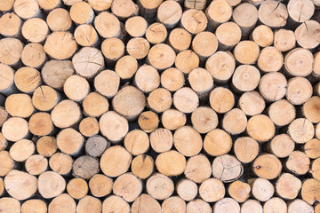 trees cut section texture