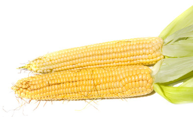 Fresh corn vegetable isolated on white