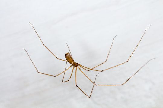 Zitterspinne (Pholcidae)