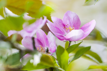 Obraz premium Flowers Up Close with Shallow Depth of Field