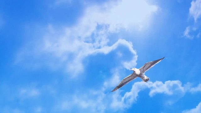bird fly in cloud time lapse