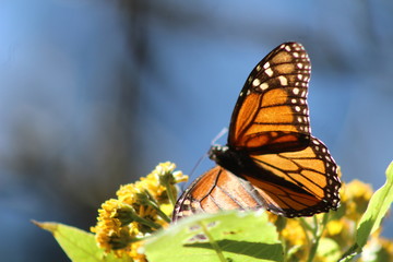Mariposa Monarca en Michoacan