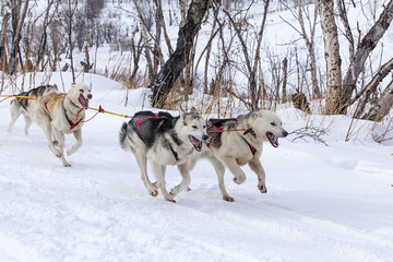 two dogs in harness pulling a sleigh competitions