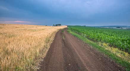 Fototapeta na wymiar A road between two fields
