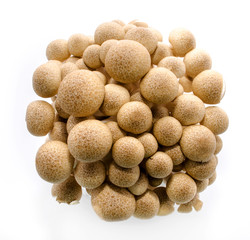 Fototapeta na wymiar fresh mushroom champignon