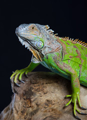 Beautiful green iguana sits on a tree