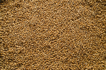 Seed of wheat. Processed organic wheat grains as agricultural ba