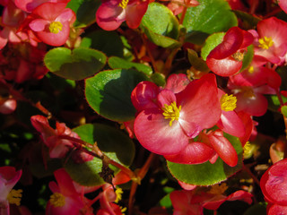 Begonien rot