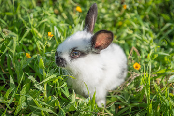 Obraz premium Cute small rabbit in the grass