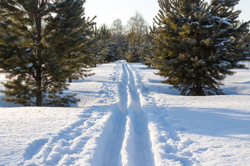 Snow skiing Track in pine forest