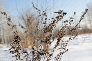 Fototapeta na wymiar Tree branches under the snow, closeup
