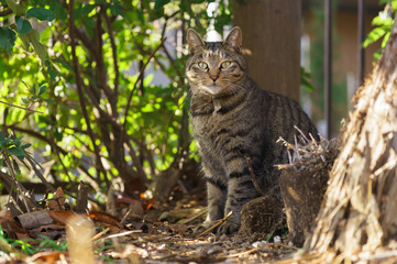 Obraz premium かわいい猫