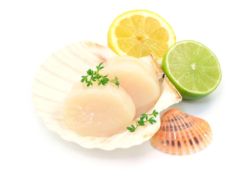 Muschel Zitrone Jakobsmuscheln