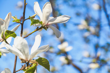 Beautiful white jasmine flower on branch