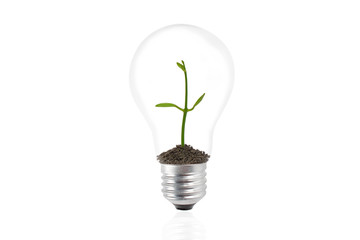 plant growing inside the light bulb