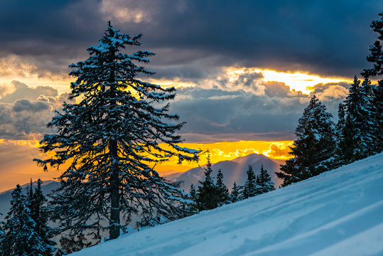Amazing Winter Sunset
Winter forest with snowy trees in sunset time. Horizontal landscape.