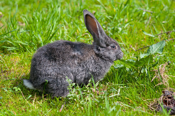 little rabbit